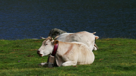 在湖附近高山牧场放牧的白奶牛视频