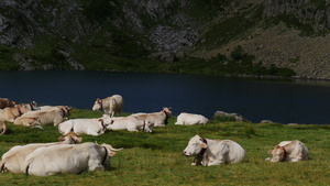 在湖附近高山牧场放牧的白奶牛19秒视频