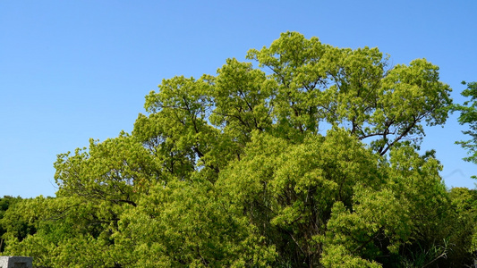 初夏公园绿色植物合集视频