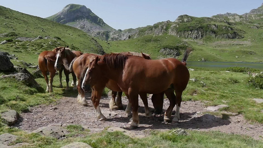 在高山牧场放牧的棕色马匹视频