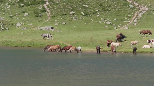 在湖边高山牧场放牧的棕色马匹视频
