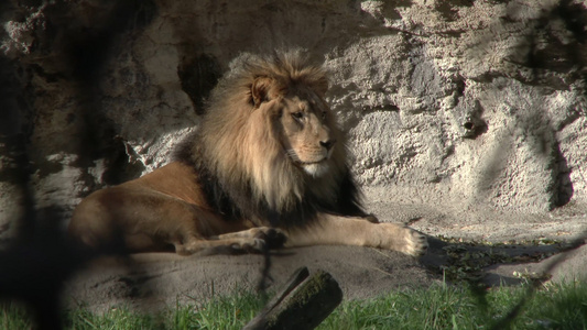 动物园狮子视频
