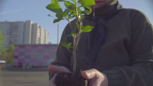 城市中年轻树林的绿色高级志愿者组织视频