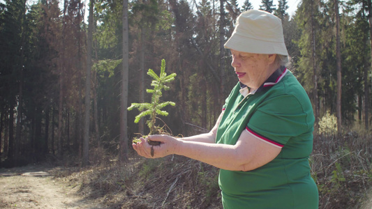 年老的志愿者手握着年轻的树视频