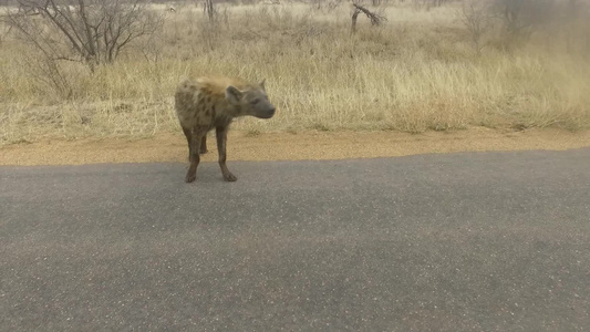 年轻的土狼在非洲荒野闻到空气中的气味视频