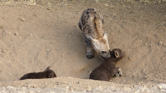 土狼幼崽Kruger国家公园视频