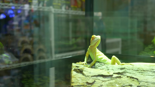 小蜥蜴躺在热天文馆里躺着睡在泰国Bangkok的chatchuchak视频