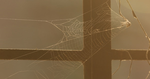 可怕的蜘蛛网10秒视频
