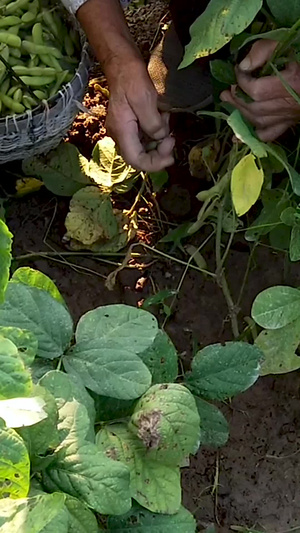 有机新鲜黄豆种植毛豆角30秒视频