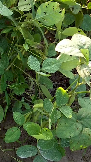 有机新鲜黄豆种植毛豆角30秒视频