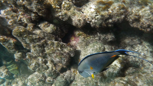 红海中的大热带热带鱼类36秒视频