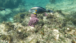 水族馆中热带鱼27秒视频