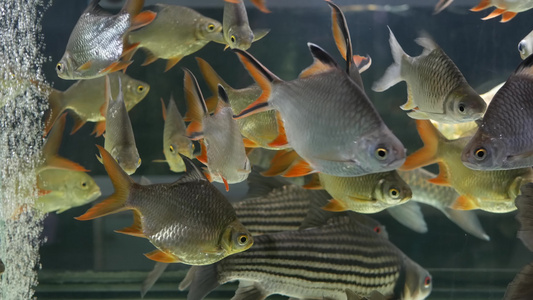 水族馆中热带鱼视频
