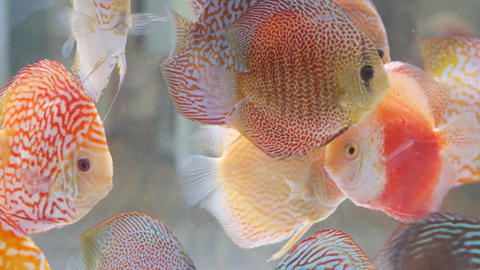 异国情调的装饰水族馆中热带鱼的多样性乍都乍鱼市场宠物店视频