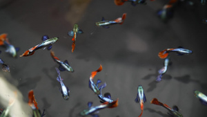 水族馆中热带鱼的多样性乍都乍鱼市场宠物店7秒视频