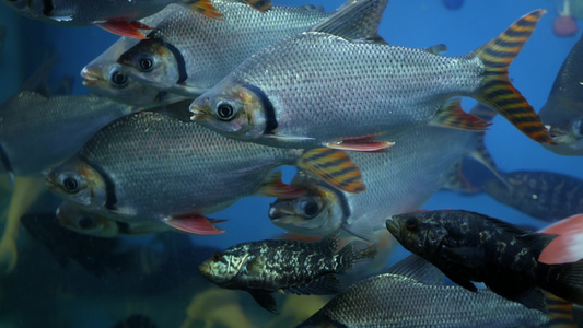 异国情调的装饰水族馆中热带鱼的多样性乍都乍鱼市场宠物店视频