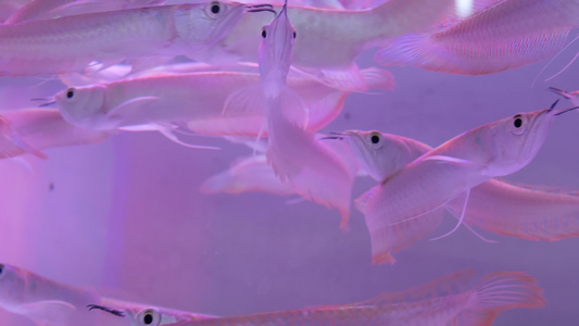 异国情调的装饰水族馆中热带鱼的多样性乍都乍鱼市场宠物店视频