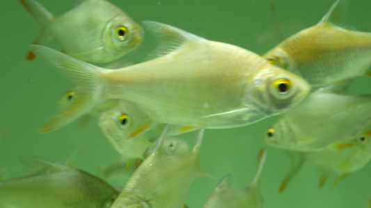 异国情调的装饰水族馆中热带鱼的多样性乍都乍鱼市场宠物店视频