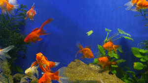 水族馆中热带鱼鱼市场宠物店16秒视频