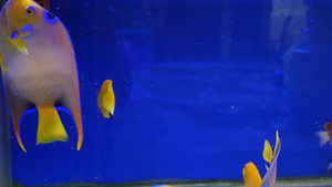异国情调的装饰水族馆中热带鱼9秒视频