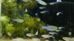 异国情调的装饰水族馆中热带鱼13秒视频