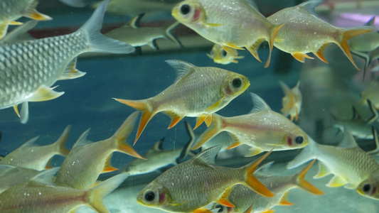 异国情调的装饰水族馆中热带鱼的多样性乍都乍鱼市场宠物店视频