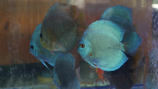 异国情调的装饰水族馆中热带鱼的多样性乍都乍鱼市场宠物店视频