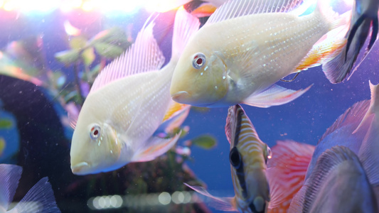 异国情调的装饰水族馆中热带鱼的多样性乍都乍鱼市场宠物店视频