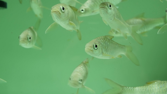 水族馆中热带鱼视频