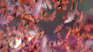 水族馆中热带鱼14秒视频