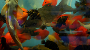 水族馆中热带鱼的多样性乍都乍鱼市场宠物店17秒视频