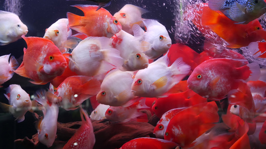 异国情调的装饰水族馆中热带鱼的多样性乍都乍鱼市场宠物店视频