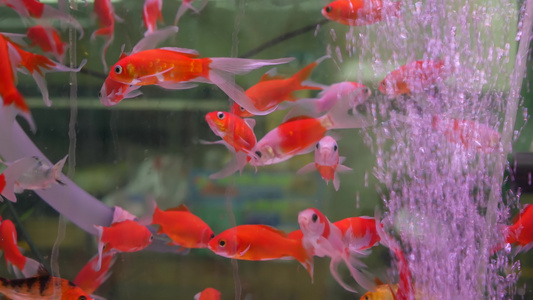 异国情调的装饰水族馆中热带鱼的多样性乍都乍鱼市场宠物店视频