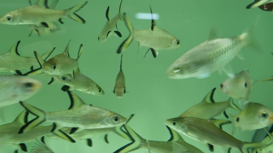 异国情调的装饰水族馆中热带鱼的多样性乍都乍鱼市场宠物店视频