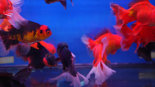 异国情调的装饰水族馆中热带鱼的多样性乍都乍鱼市场宠物店视频