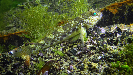 海洋入侵物种环绕的海象黑海鱼类视频