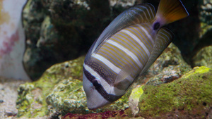 在水族馆的装饰性鱼中19秒视频