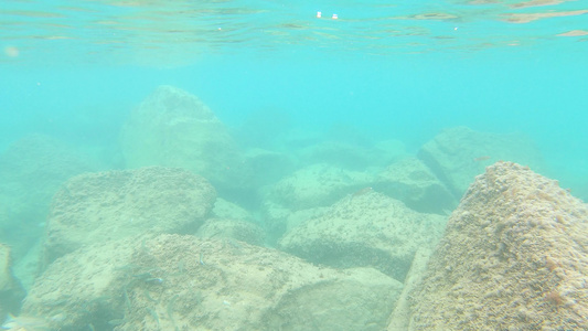 水下野生生物在西班牙沿海有许多鱼类视频