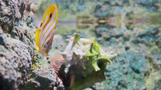 水族馆装饰性鱼类中的铜带蝴蝶视频