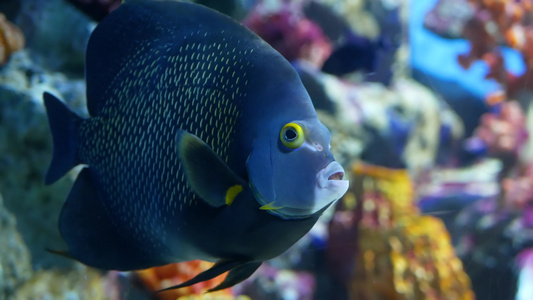 在大型水族馆清洁蓝水中游泳的各种物种的鱼类群海洋水下视频