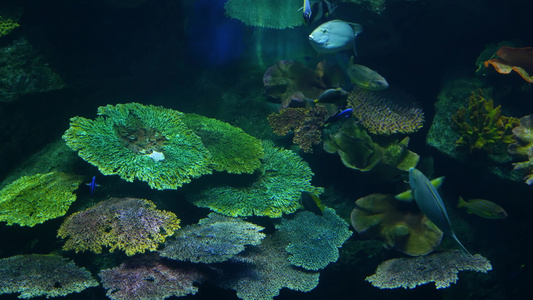 在大型水族馆清洁蓝水中游泳的各种物种的鱼类群海洋水下视频