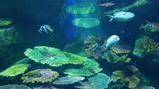 在大型水族馆清洁蓝水中游泳的各种物种的鱼类群海洋水下视频