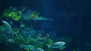 珊瑚礁水族馆24秒视频