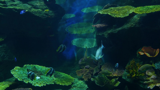 在大型水族馆清洁蓝水中游泳的各种物种的鱼类群海洋水下视频