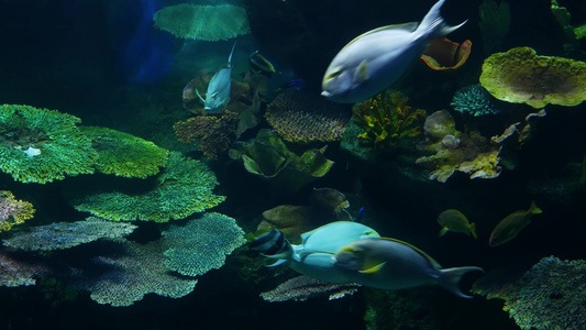 在大型水族馆清洁蓝水中游泳的各种物种的鱼类群海洋水下视频