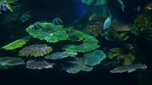 在大型水族馆清洁蓝水中游泳的各种物种的鱼类群海洋水下视频