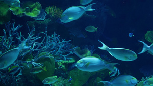 热带鱼类和珊瑚的水族馆视频14秒视频