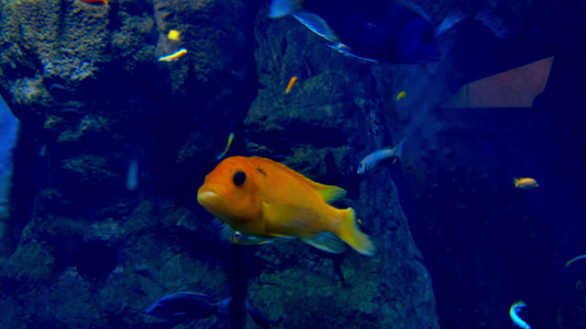 多色鱼在水族馆游泳视频