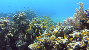热带珊瑚礁19秒视频