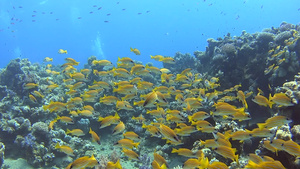 在热带珊瑚礁上捕鹿的浅滩23秒视频